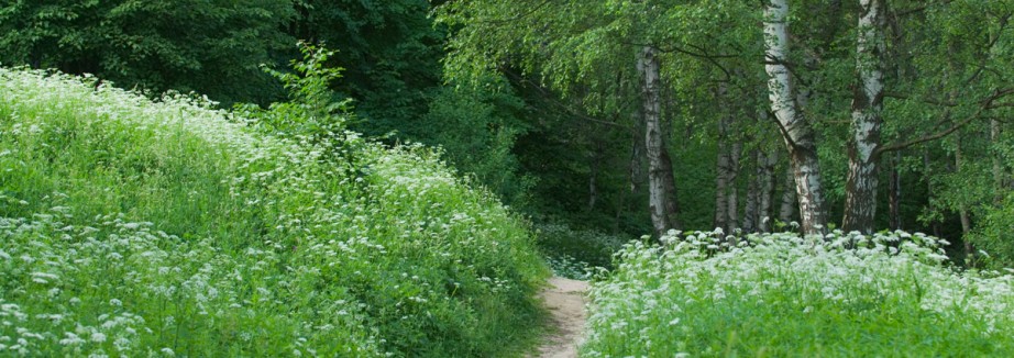 forest-path-slide